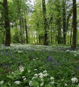 woodland, surnames, Drax, Charborough Estate